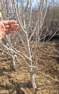 گلابی درشت تنومند شاخه دار اب شور اسیدی