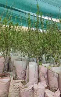 نهالستان پالیز دارای ارقام بادام‌گلدانی پربار