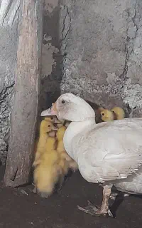 فروش جوجه اردک اسرایئلی