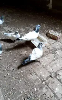 کبوتر سپه نر