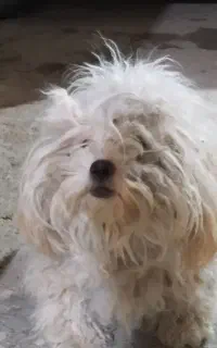 واگذاری سگ شیتزو