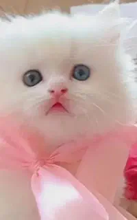 گربه اسکاتیش