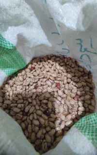 لوبیا چیتی امسالی