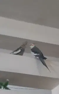 عروس هلندی