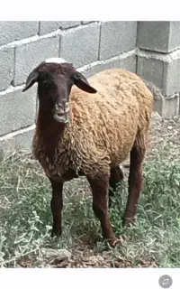 ماده بره چاق