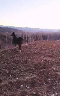 مادیان لوکس درجه یک