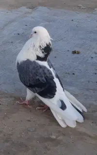 کبوتران اصیل۱۵طوق یکجا ۴۰۰تکی از ۴۰۰تا ۷۰۰
