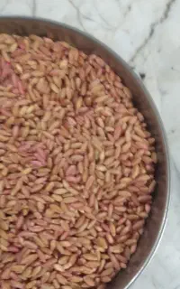 گندم اصلاح شده بوجاری