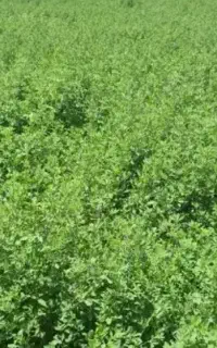 یونجه تازه