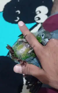 جوجه گرینچیک