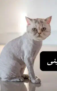 گربه پرشین پیدا شده در محدوده شهرک ایثار