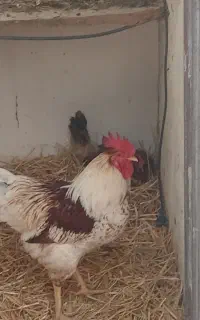 مرغ خروس