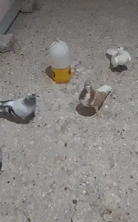 کبوتر  جفت و جوجه