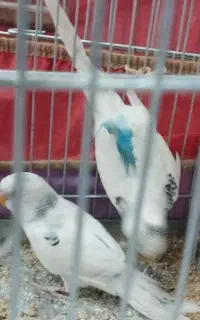 مرغ عشق