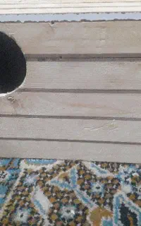 لانه عروس هلندی