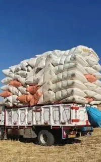کاه گندم دیم
