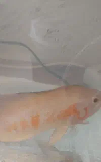 فروش ماهی اسکار