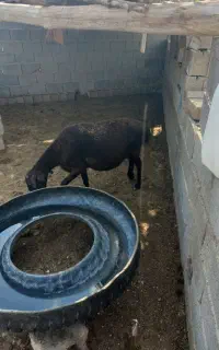 فروش ۵راس میش جوان