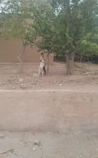 توله‌سگ‌قدرجونی