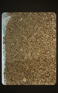 بادام درختی اعلا