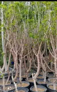 انواع نهال هایه بندارپایه رویشی توت سفیدشاه توت