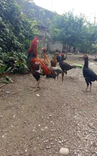 جوجه لاری اصیل
