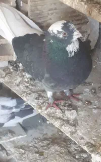 کبوتر طار شدع