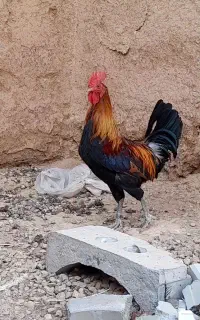 ۶عدد نیمچه خروس لری اصیل