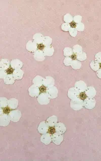 گل خشک اسپیره و گندم
