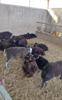 بره نر پای پروار