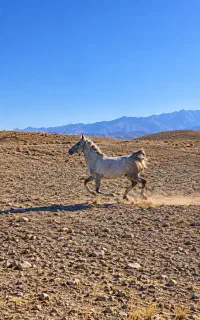 مادیون نیله