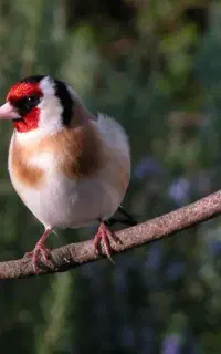 سهره گم شده