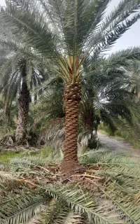 خرید و فروش نخل