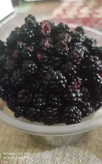 تمشک وحشی