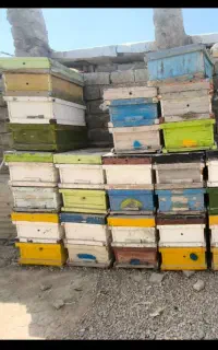 کندو..طبق..پوکه