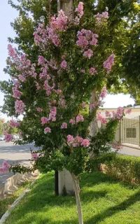 انجام کلیه امورات باغبانی وفضای سبز
