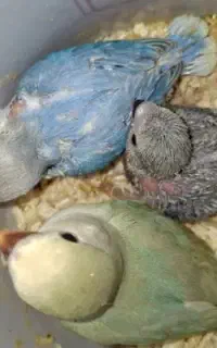 جوجه کوتوله برزیلی