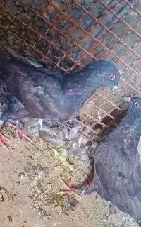 کبوتر مفلق