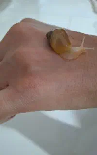 فروش جوجه حلزون