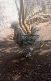 یک عدد خورس سلطان