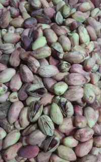 پسته تازه ،ذغال اخته ،فندق
