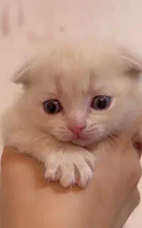 بهترین گربه های شیراز نژاد اسکاتیش( اصیل)