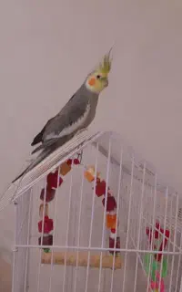 عروس هلندی نر