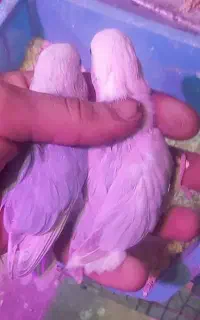 جوجه طوطی برزیلی سرلاکی آبی