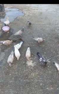 کبوتر