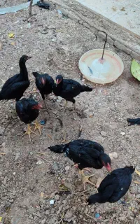 لاری