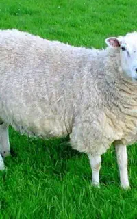 چوپان وارد به کار