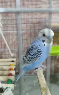 مرغ عشق نر و ماده