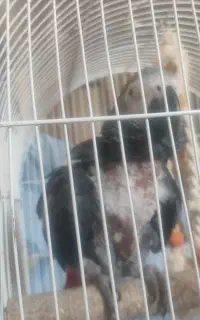 کاسکو جفت