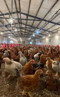 جوجه مرغ محلی ۵۲روزه واکسیناسیون شده